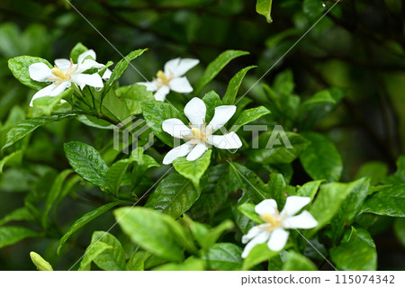 梔子花和初夏的雨 梔子花和初夏的雨 115074342