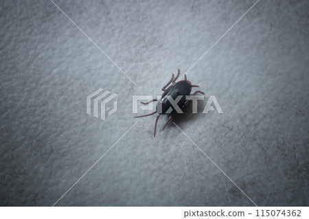 驚喜玩具跑蟑螂 115074362