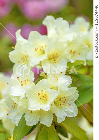 房子周圍鮮花盛開 — 各種季節 — 美麗的白花裝飾著公園杜鵑花園裡的樹木 115074446