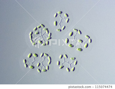 Green algae Dictyosphaerium 115074474