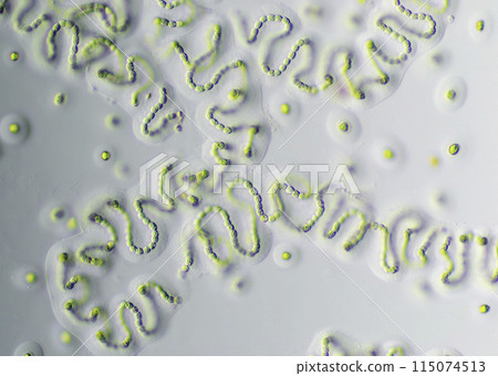 Cyanobacteria Anabaena 115074513
