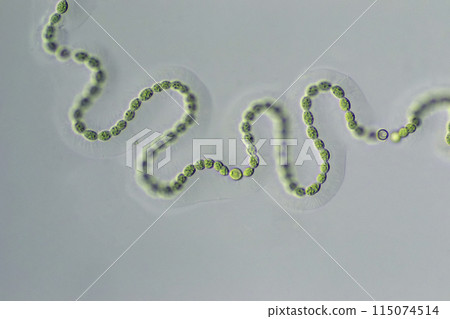 藍綠藻魚腥藻 115074514