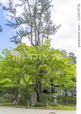 Fresh greenery in Kyoto: 700-year-old cypress tree at Saimyoji Temple, Makio-san 115074738