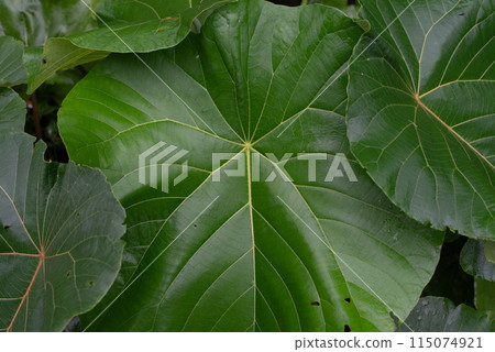 被雨水潤濕的島嶼水芋的葉子 被雨水潤濕的島嶼水芋的葉子 115074921