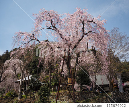 青梅市白乾寺的垂枝櫻花 115074922
