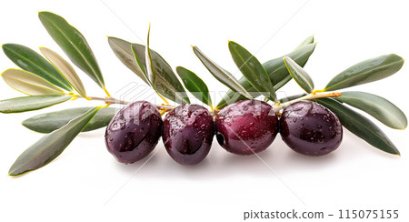 Close-up of ripe olives on a tree branch. Vibrant fruits and green leaves convey freshness and healthy living. 115075155