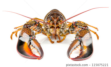 Parade Crayfish or crab isolated on white background with clipping path 115075221