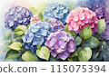 Hydrangea painted in watercolor 115075394