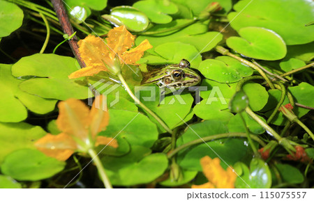 一隻青蛙從黃色花朵的葉子間探出頭來。 115075557