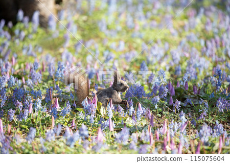 Ezolith在花園裡 115075604