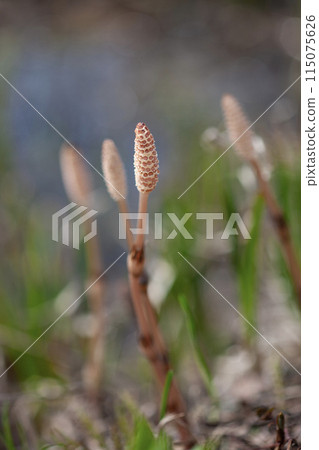 山腳下的馬尾 115075626