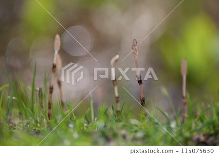 山腳下的馬尾 115075630