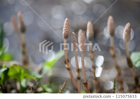 山腳下的馬尾 115075633