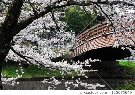 Cherry blossoms at Horioato Park Cherry blossoms at Horioato Park 115075649
