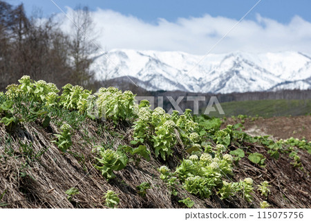 Fuquinot告訴春天 115075756