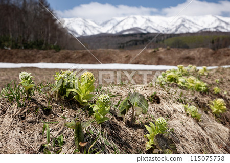 Fuquinot告訴春天 115075758