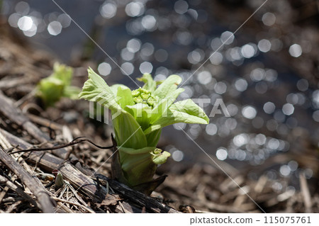 Fuquinot告訴春天 115075761