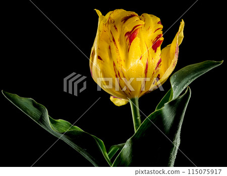 Blooming Tulip La Courtine Parrot on a black background 115075917