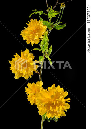 Blooming kerria japonica flowers on a black background Blooming kerria japonica flowers on a black background 115075924