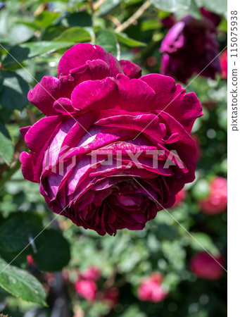 Blooming red rose on a green leaves background Blooming red rose on a green leaves background 115075938