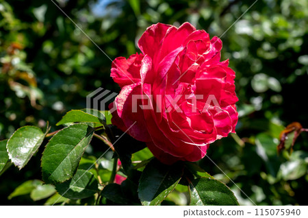 Blooming red rose on a green leaves background 115075940