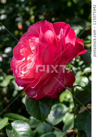 Blooming red rose on a green leaves background 115075942