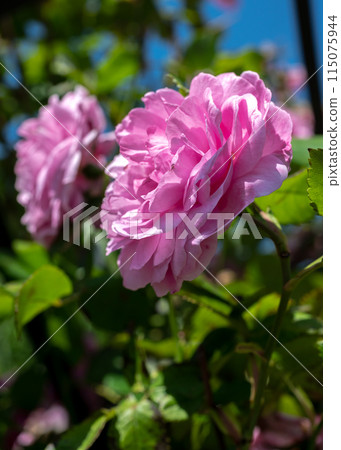 Blooming pink rose on a green leaves background 115075944