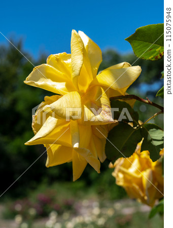 Blooming yellow rose on a green leaves background 115075948