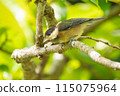 年輕的鸚鵡山雀鳥 115075964