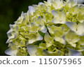 白色繡球花 115075965