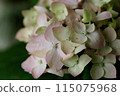 繡球手鞠花盛開，許多觀賞花都變成淺紫色。 115075968