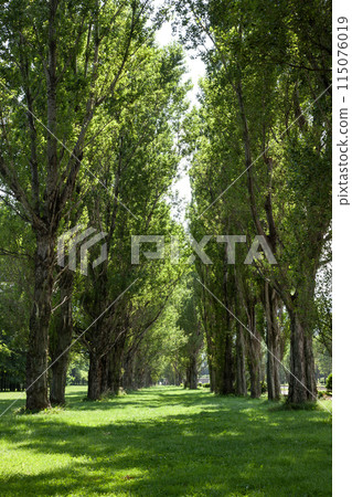 Poplar Wave Road 115076019