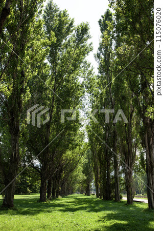 楊樹波路 115076020