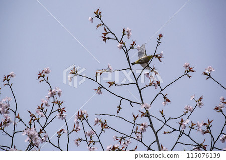 櫻花和mezzo 櫻花和mezzo 115076139