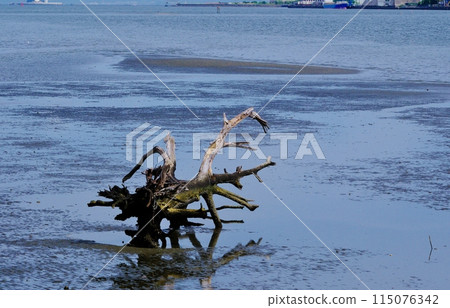 浮木藝術 多摩川河口 Solumnade 羽田綠地 115076342