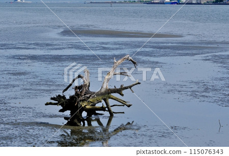 浮木藝術 多摩川河口 Solumnade 羽田綠地 浮木藝術 多摩川河口 Solumnade 羽田綠地 115076343