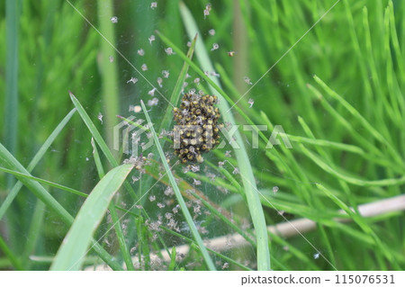 A mass of baby spiders 115076531