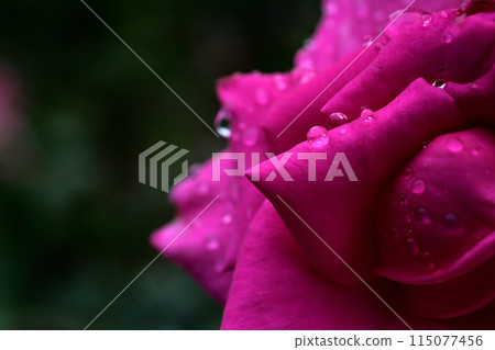 Rose wet with rain 115077456