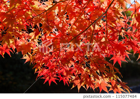 禦倉山的紅葉 115077484