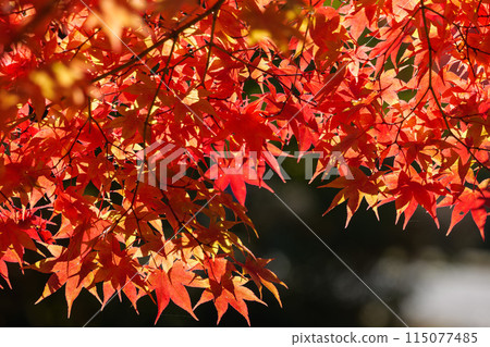 禦倉山的紅葉 禦倉山的紅葉 115077485