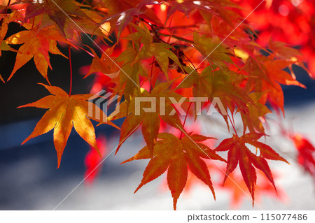 禦倉山的紅葉 禦倉山的紅葉 115077486