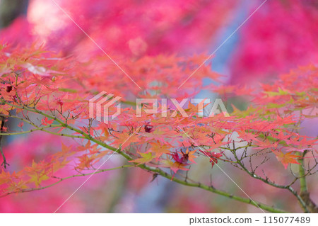 Autumn leaves of Mt. Mikura Autumn leaves of Mt. Mikura 115077489