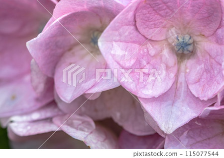 粉紅色的繡球花在雨中濕漉漉的 115077544
