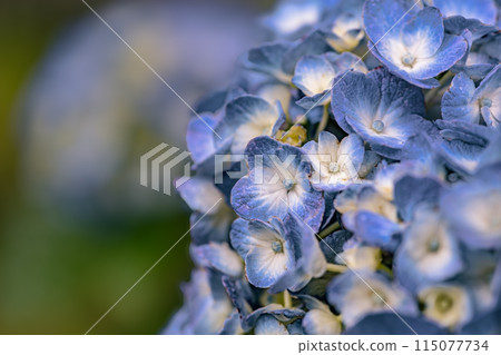 Blue hydrangea Blue hydrangea 115077734