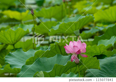  Lotus 115077841