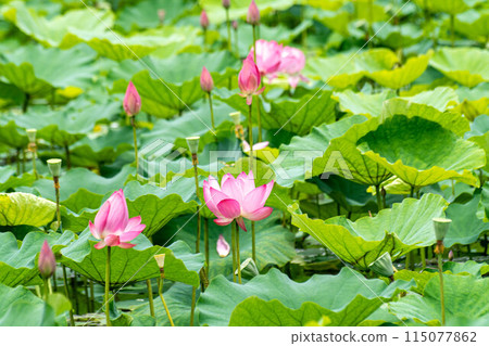 Lotus Lotus 115077862