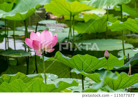 Lotus Lotus 115077877