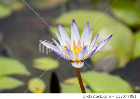  Lotus 115077881