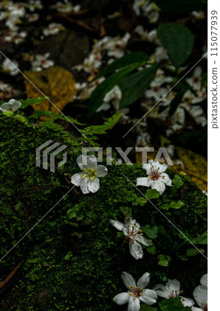 桐花 桐花 115077939
