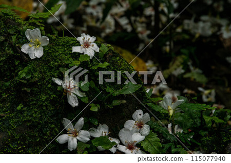 Tung flower Tung flower 115077940